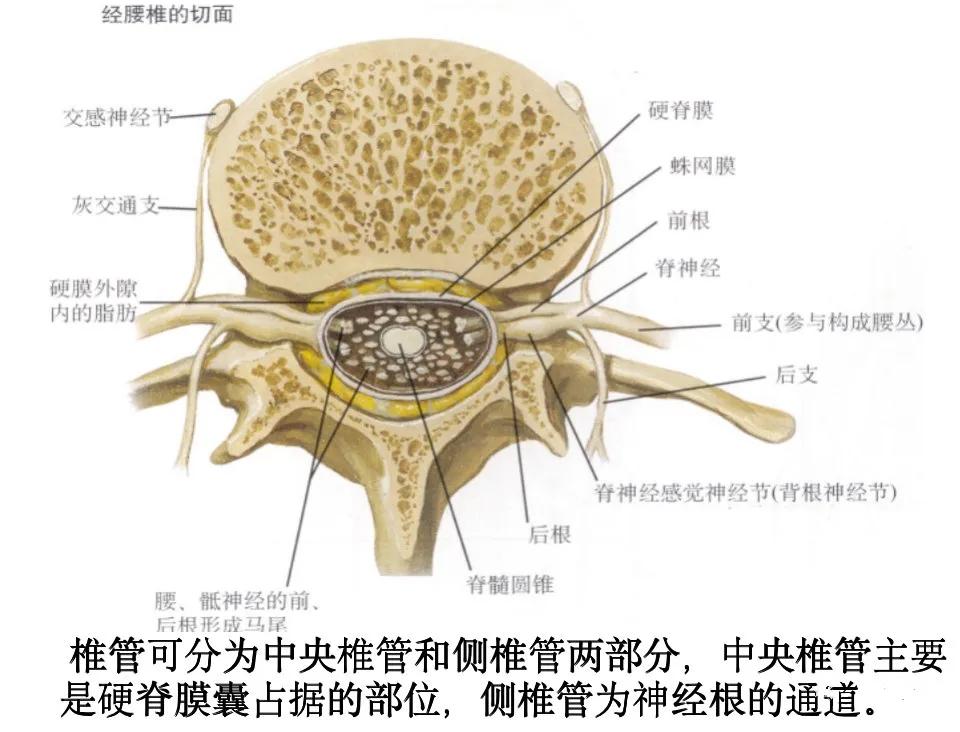 脊柱超详细解剖高清图文版