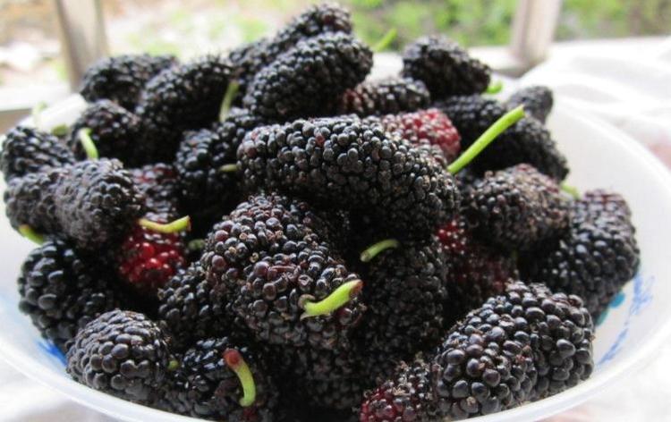 樱桃干泡水喝的功效与作用 f03194ceac894f6a95a6333287ed4383.jpeg