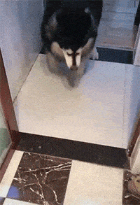 原创gif搞笑段子:美女你看 我的发型都被你吹乱了