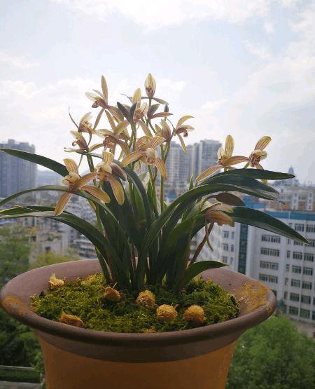 兰花怎么种才好活 4a1b55f74b474d309a839bcb3daa0133.jpeg