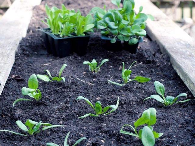 盆栽花卉什么时候施肥 1abd0faed6334148a05d272fa0c30eb5.jpeg