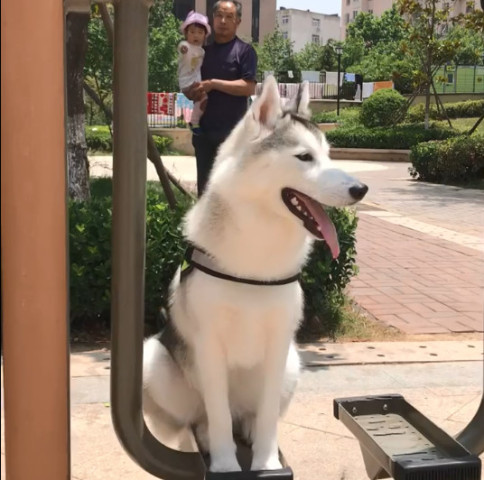 哈士奇在小区玩摇摆器 路过的小女孩都被它吸引了 这只二哈好乖呀 爷爷