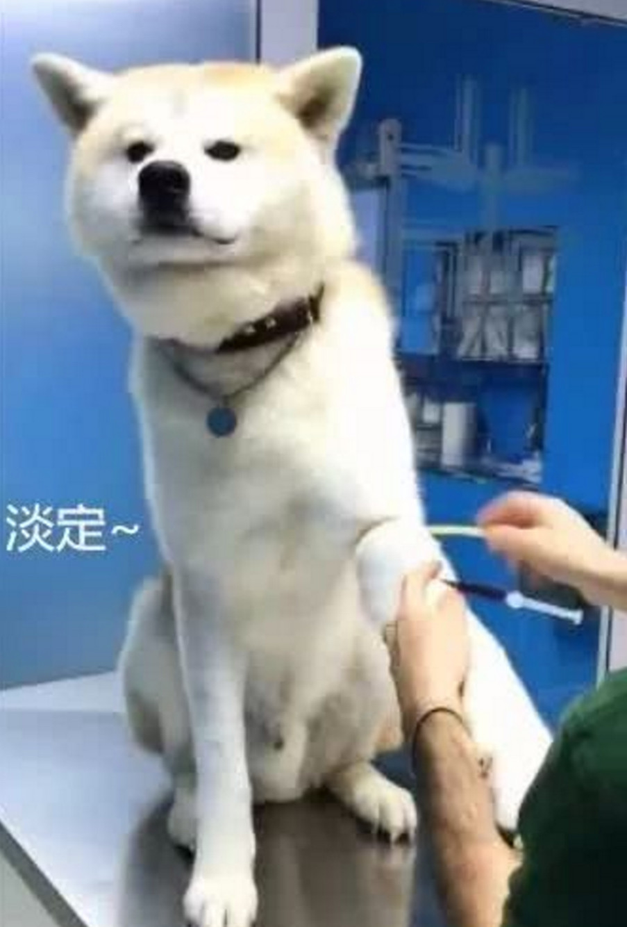 带生病狗狗去打针,当医生拿出针头时,狗狗这表情绝了!