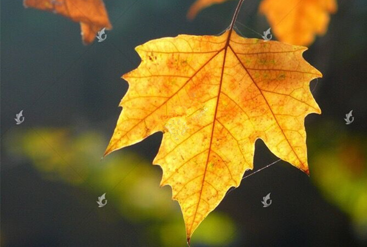 那金黄色的缤纷落叶是秋天壮美的景色,它落得决绝,果敢,气势磅礴