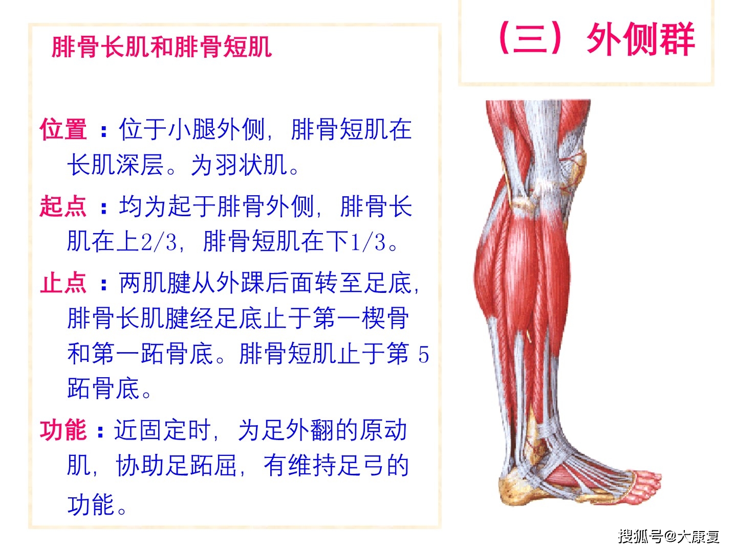 人体解剖骨骼肌下肢肌