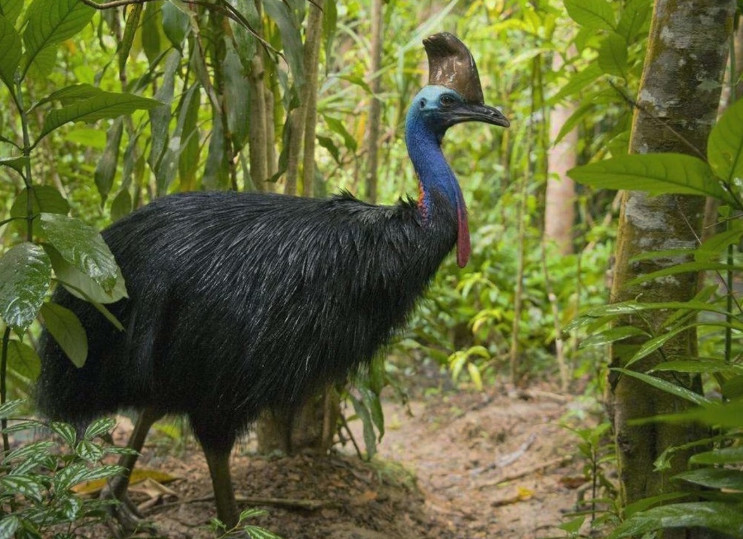 世界上「最不可貌相」的動物，看上去人畜無害，脾氣一來氣勢恢宏 萌趣萌寵 第4张