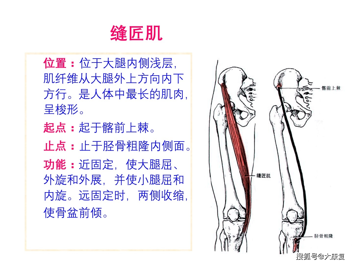 人体解剖-骨骼肌-下肢肌
