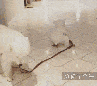 搞笑gif狗狗关心摔了屁墩儿的小主人