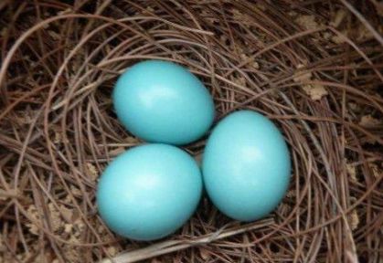 蜱虫蛋是什么样子的 b1e5aa5a46db4eee806c6729d03e4164.jpeg