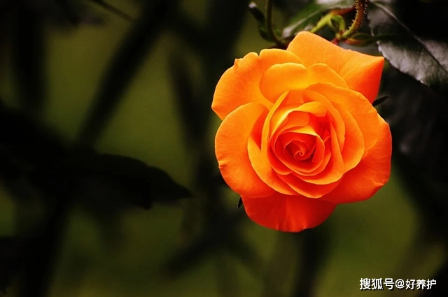 秋冬必养橙色月季冬日里的暖色调点亮花园