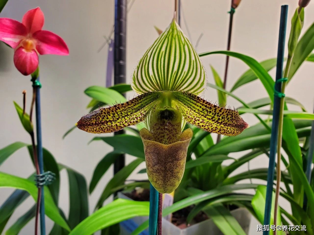 上面是硬叶兜兰(玉女兜兰,银兜:paphiopedilum wardii)