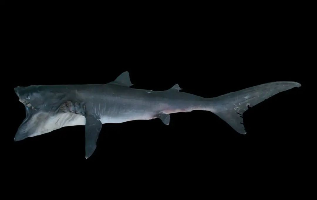 物种神秘的深海大嘴怪鱼巨口鲨
