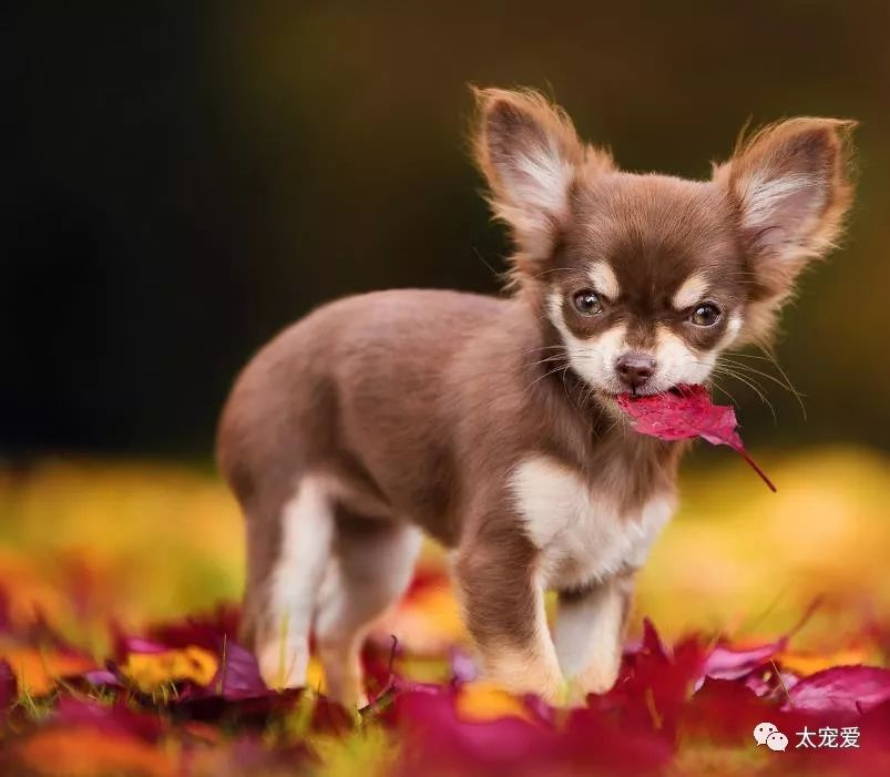这些品种包括中国冠毛犬,吉娃娃和意大利灰狗等.
