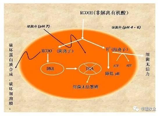 养殖现场"替抗"时代新宠—不一样的甲酸钙(plus)