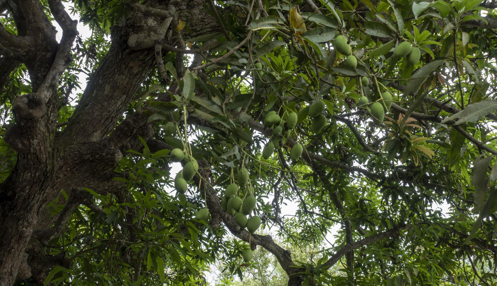 海南儋州市gdp2020_儋州市的美景图片