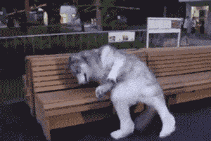 2.每只单身狗背后都有一个心酸的故事