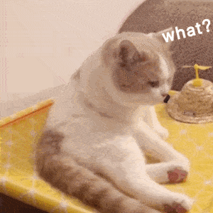 养猫之后才会有这些行为!别人只有羡慕我的份