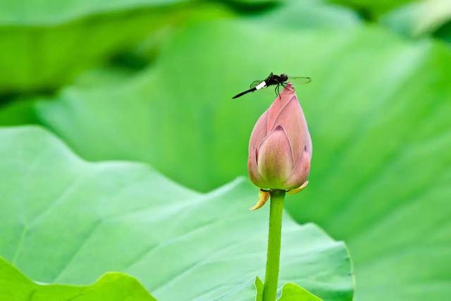 小荷才露尖尖角是什么季节小荷才露尖尖角是什么意思