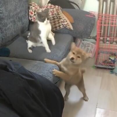 小狗狗挨貓咪揍，趕緊叫二哈來幫忙，二哈上去就挨了一巴掌 萌趣萌寵 第4张
