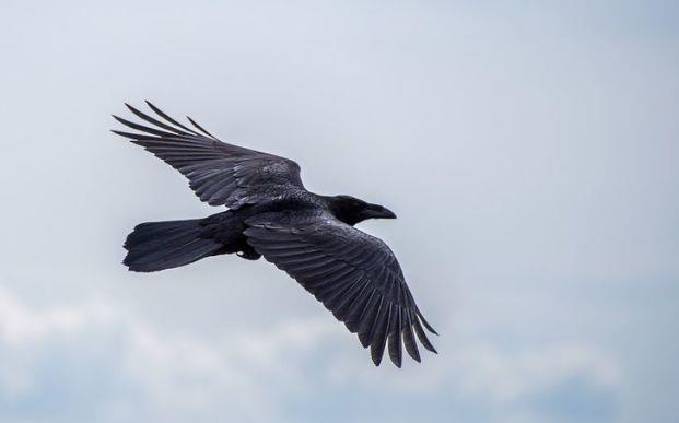 山上的乌鸦一般黑 b123698e59f14fed9b40c186d1ecfd9f.jpeg