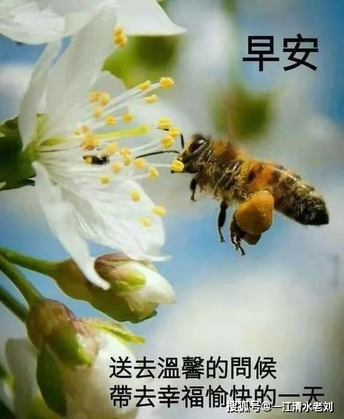 开心快乐每一天的动态表情 b6c45f45fe5f4fffb04e44b099d9292b.jpeg