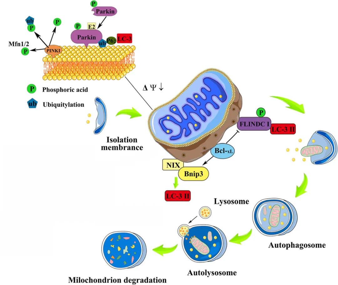 图1:线粒体自噬的分子机制 (guan, r., et al.