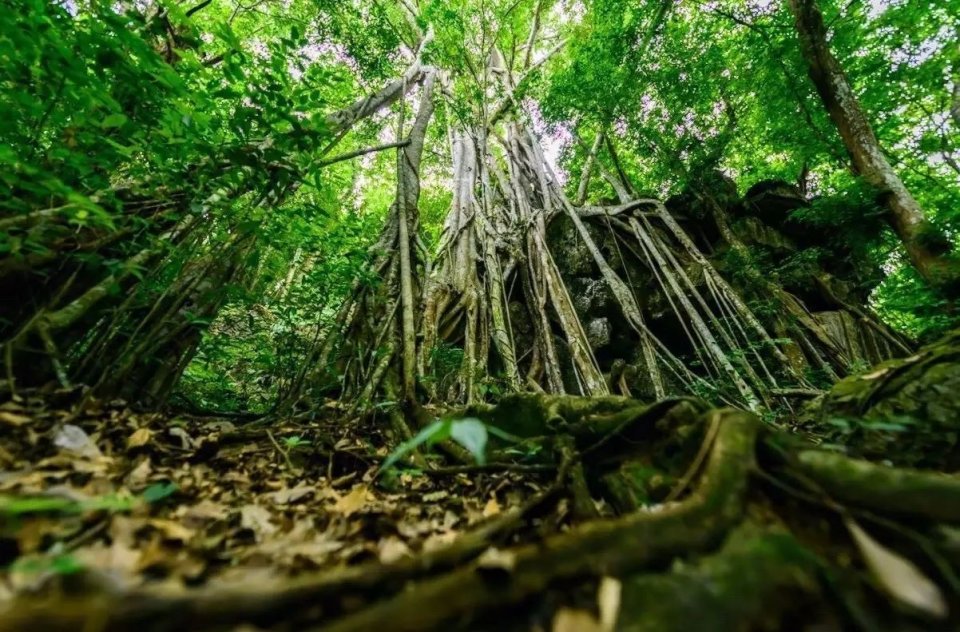 逃离北上广深，让融美旅带你在版纳找回人生的意义