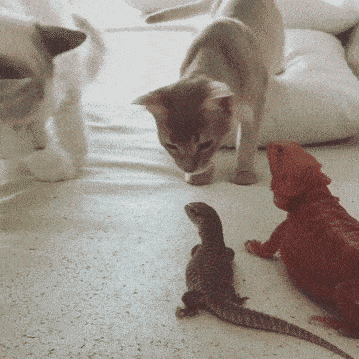 搞笑gif段子:出去兜兜狗_手机搜狐网