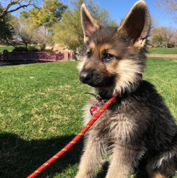 两岁的德国牧羊犬体型却只有6个月大兽医说永远也长不大了