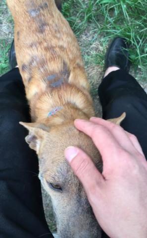 狗狗养多久就会认主 14065e6070f0465bb23f266b6de943b8.jpeg