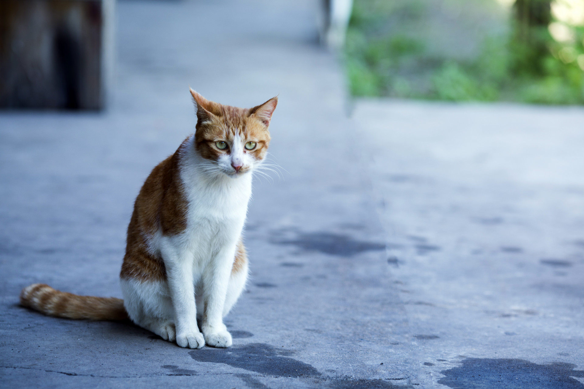 “把幸福带给喵星人， 飞Young请流浪猫吃顿饱饭”公益活动-上海宁为科技有限公司