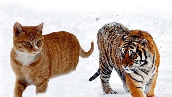 猫和老虎到底有什么渊源?