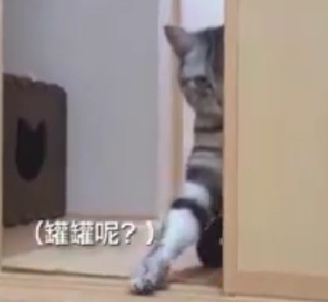 貓咪高冷得像冰山 連求投餵也那麼有總裁范 網友：上輩子欠了它似的 萌趣萌寵 第3张