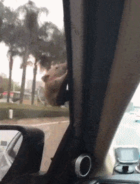 gif-搞笑段子: 本来想给女友一个惊喜结果在医院住了一个月