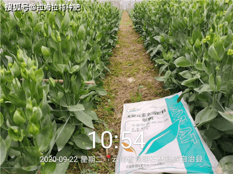 鼓浪屿之波钢琴五线谱简版曲谱