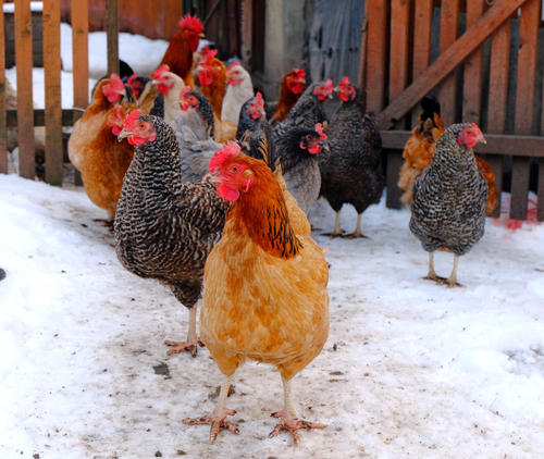 冬季养鸡生产需要注意的一些问题,体重,消毒,饲料