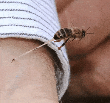 为什么蜜蜂的针会进化成连着肠子其生物学意义是什么