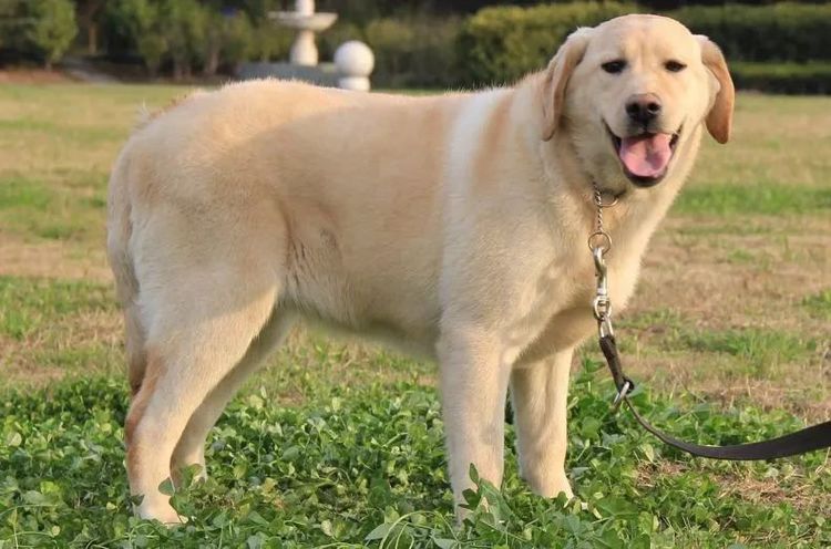 比较便宜的宠物犬种 10309595f7c440a3a72bf1a2116678db.jpeg