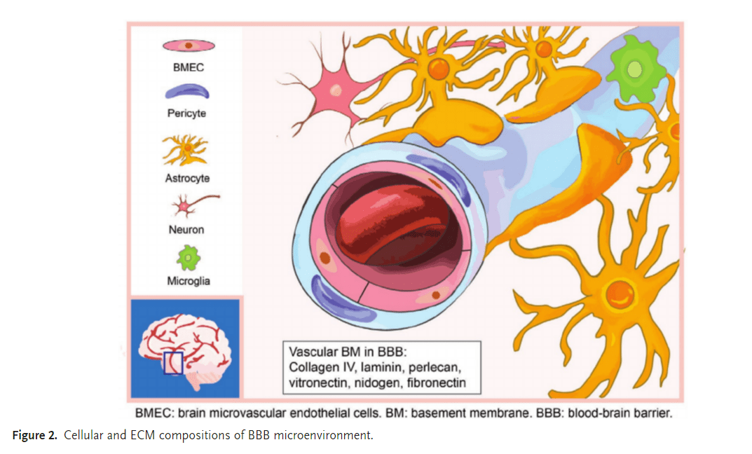 bbb的细胞成分包括脑微血管内皮细胞(bmec),周细胞,星形胶质细胞和