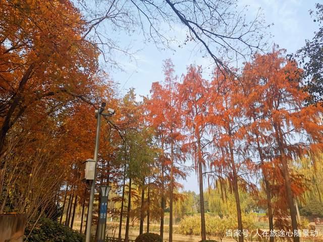 南京江宁竹山公园,美爆的免费赏枫景点,地处闹市却鲜为人知_叶子黄