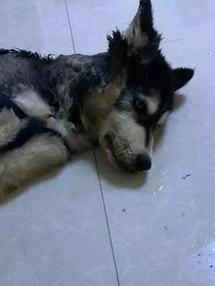 二哈拆電線被電暈一小時，表情生無可戀，真的是不作死就不會死 萌趣萌寵 第4张