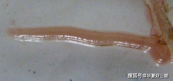 怎么才能长出尾巴 967e85fb5109496e95ae2fa792fe212e.jpeg