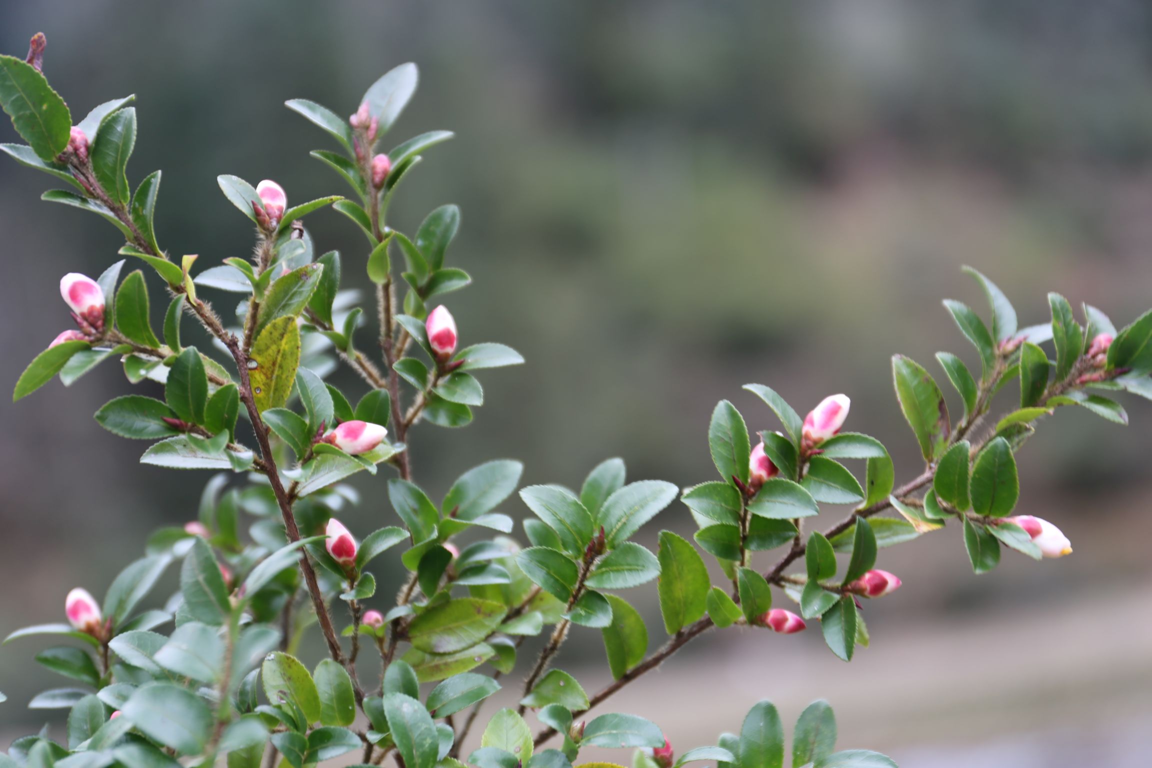 庆元植物1360山茶科山茶属毛枝连蕊茶