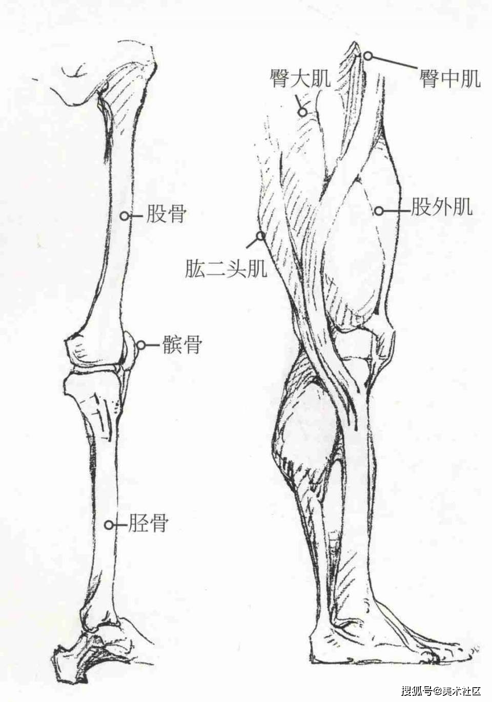 衣纹要与大腿的结构转折和运动方向一致,表现手法要多样性.