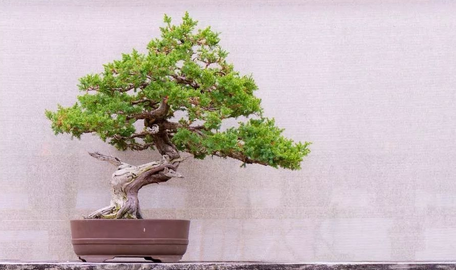 室内绿植大型耐寒 c4886aedad6447ff9a666b926f61b63d.jpeg