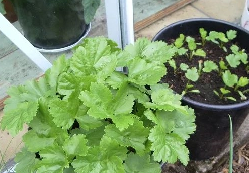 富贵竹怎么养好看图解 d2e576f249bd4a13ab39cd54f3cef11b.jpeg