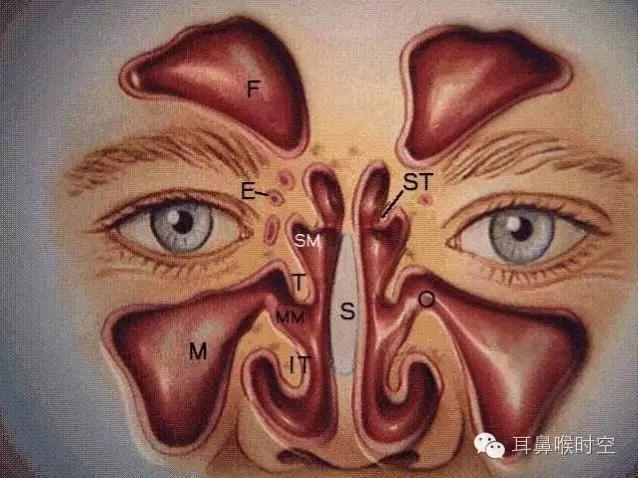 基础必备 丨 鼻内镜鼻窦手术的操作过程详解