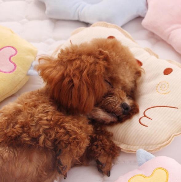 泰迪智商排名第几_柴犬智商排名第几(2)