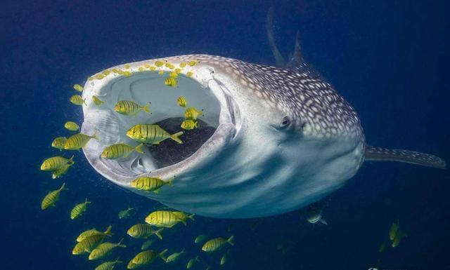 世间生物蓝鲸有多大_世间有蓝鲸的生物吗_世间生物蓝鲸有哪些