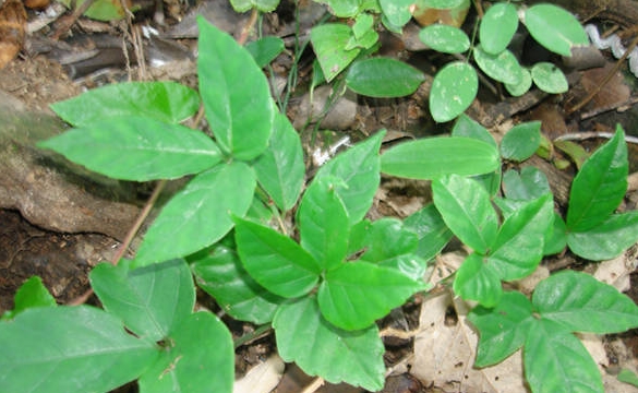 生于深山的一种野草,600一斤,食用可预防癌